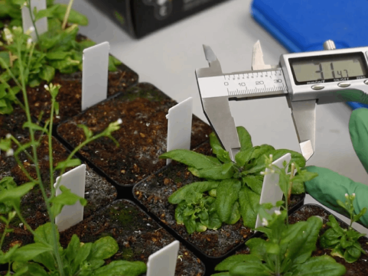 student measureing plant leaf