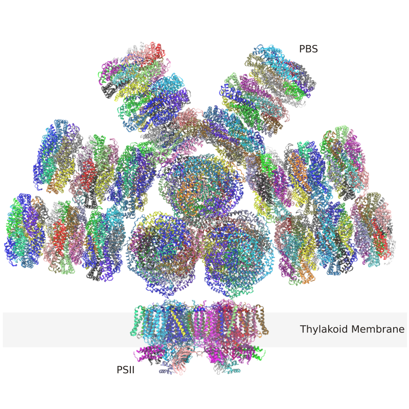 A computer graphic of a phycobillisome-photosystem
